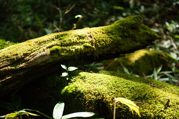 奥日光　朽木から生えた新芽