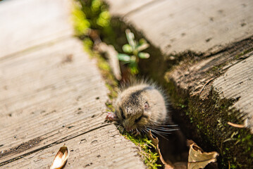 奥日光戦場ヶ原　木道の隙間に隠れるヤマネ
