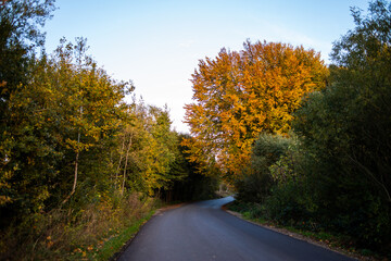 Beautiful autumn deciduous forest in the afternoon