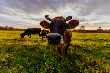 Cows on green meadow. Cow muzzle, close up, selective focus
