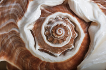 Abstract background, natural texture. Seashell close-up, small depth of field, selective focus.