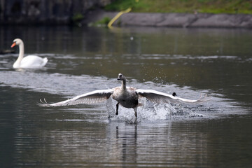 Fototapeta premium Schwan bei der Verteidigung des Reviers