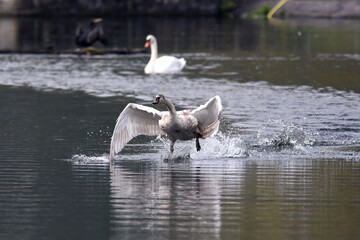 Schwan bei der Verteidigung des Reviers
