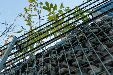photo below on the street with trees and stones