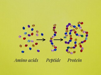Molecular model of amino acids, peptide, and protein. Protein structure levels from free amino...