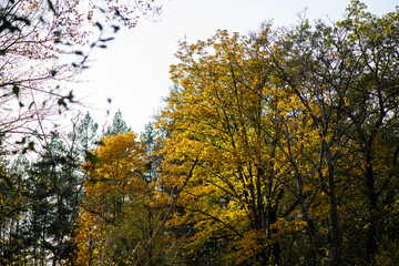 Beautiful autumn forest on a sunny day
