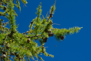 leaves against sky