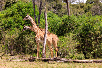 Safari in Kenia, Giraffen in der Masai Mara. Governor's Camp 2017.