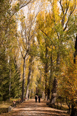 Naklejka premium A path in the forest in all autumn colors