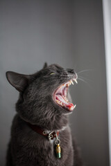 A beautiful young noble plump domestic gray cat in a collar yawns widely with its predatory mouth with huge white fangs