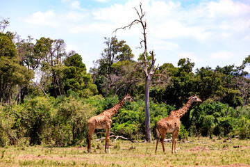 Naklejka na ściany i meble Giraffen in der Masai Mara, Safari in Kenia.