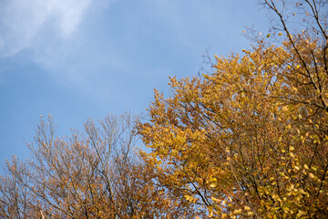 Fototapeta premium Beautiful autumn forest on a sunny day