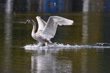 Schwan bei der Verteidigung des Reviers