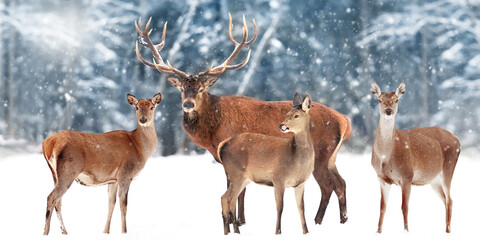 Family of  noble deer against the background of a beautiful winter snow forest. Artistic winter...