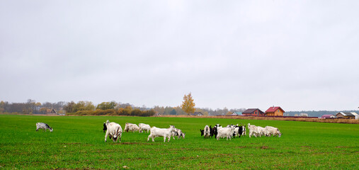Obraz premium A small herd of domestic goats eats grass on a green meadow on an overcast autumn day.