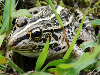 田んぼのカエル