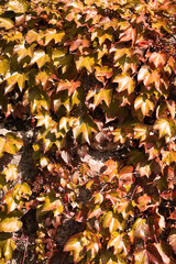 Autumn leafs in yellow, orange and red colors