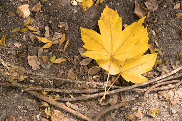 Yellow maple leafs on the ground