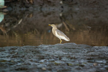 Javan pond heron on a land