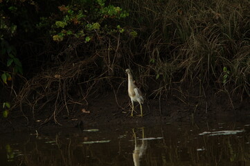 Javan pond heron on a land