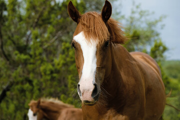 Sorrel brown quarter horse in rural summer field closeup.