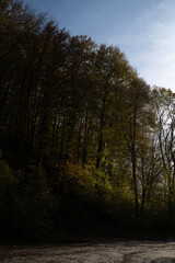 Beautiful autumn forest on a sunny day