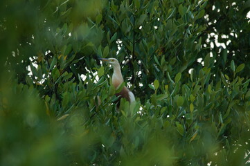 Javan pond heron on a tree branch