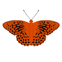 butterfly Argynnis paphia isolated on white