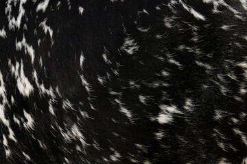 Spotted longhorn hair texture shows abstract pattern background of cow animal.