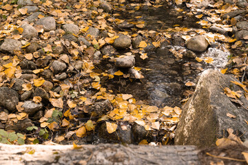 Slowly flowing river during the autumn time in the woods