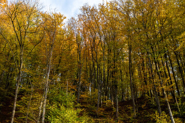 Beautiful autumn forest on a sunny day