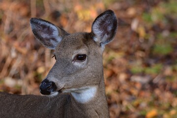 Pretty female deer in autumn in Canadian forest in Quebec
