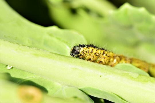 Cabbage caterpillar on a green eaten cabbage leaf