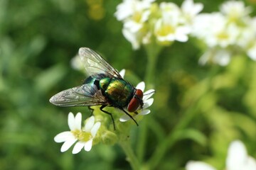 Fly on white field flowers

