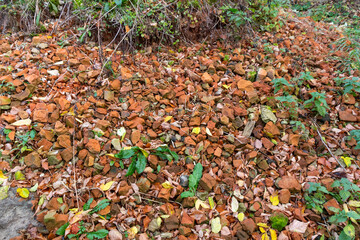 autumn leaves and green grass among crushed red bricks on ground