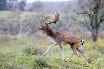 Fallow deer (Dama dama) in rutting season in the forest in the dunes near Amsterdam in the Netherlands.