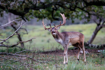 Fallow deer (Dama dama) in rutting season in the forest in the dunes near Amsterdam in the Netherlands.