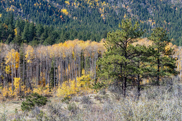 Colorful autumn colors in Rocky Mountains