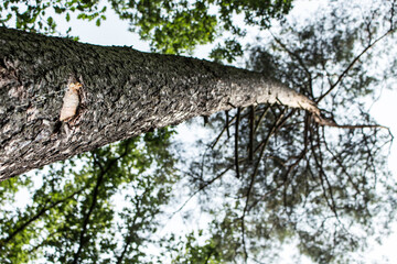 Fototapeta premium tree from below in forest bark corona leaves