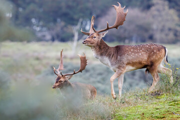 Fallow deer (Dama dama) in rutting season in the forest in the dunes near Amsterdam in the Netherlands.