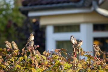 a group of small sparrows sits on the tips of a shrub