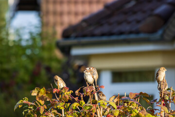 a group of small sparrows sits on the tips of a shrub