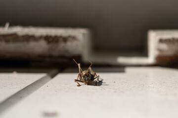 brown grasshopper crawls along a white wooden wall