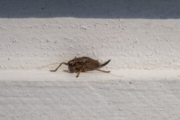 brown grasshopper crawls along a white wooden wall