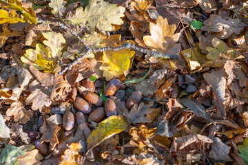 bsome rown acorns and autumn leaves lie on the forest floor