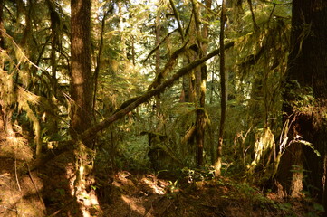Hiking and camping in the enchanting forests and valleys of the Olympic National Park in Washington State, Pacific Northwest - USA