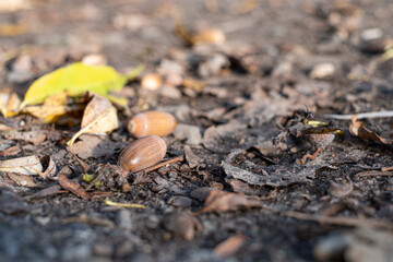 bsome rown acorns and autumn leaves lie on the forest floor