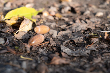 bsome rown acorns and autumn leaves lie on the forest floor
