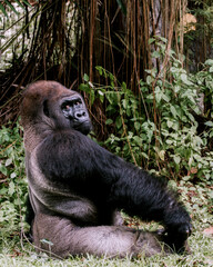 Kumbo, born on 1995. The biggest and strongest Gorilla at Ragunan  Zoo,  Jakarta.