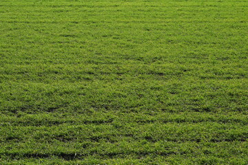 Grass.Summer.Texture